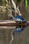 Turtle Sunning On Log